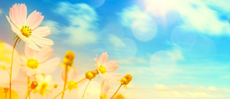 蓝天背景中盛开的鲜花