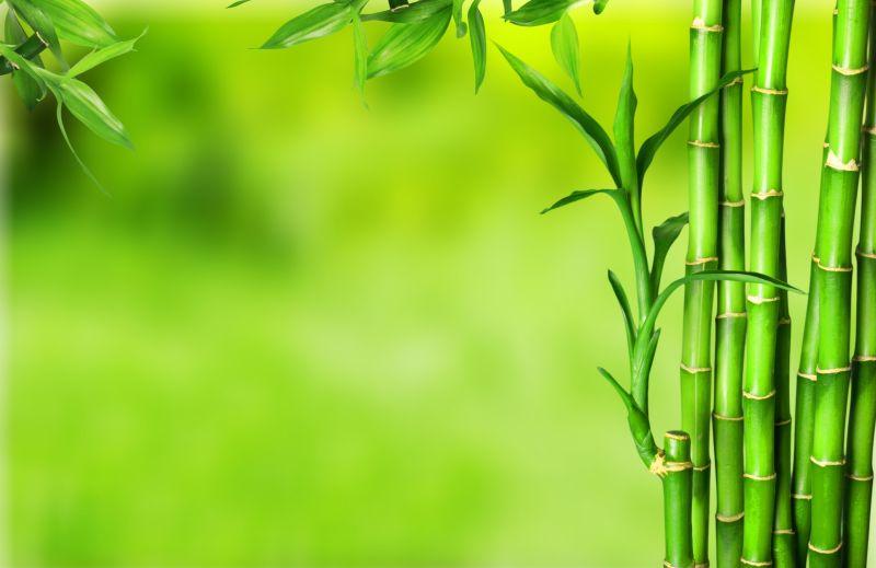 长着绿色竹叶的小竹子