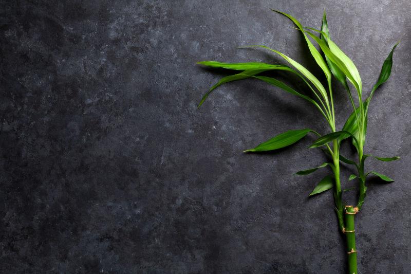 黑色桌面上的一根绿色竹子