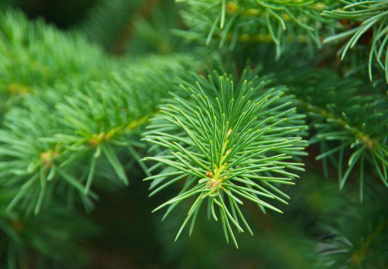 绿杉树或松树枝