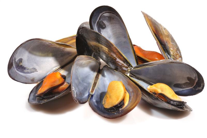 白色背景上的贻贝