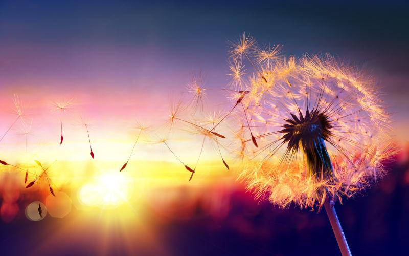 金色夕阳下的蒲公英