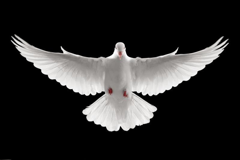 黑色背景下飞行的鸽子