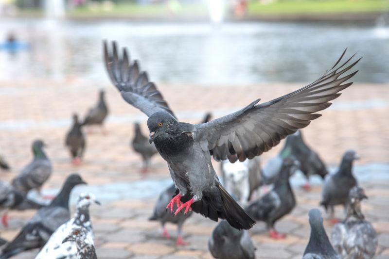 广场上的鸽子