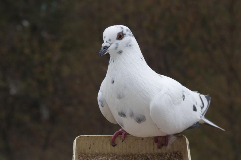 落下来休息的鸽子