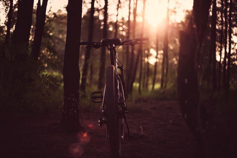 森林阳光下的自行车
