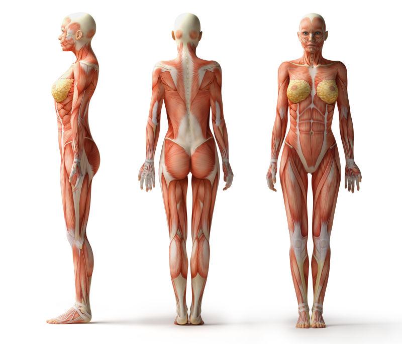 女性人体肌肉图片 女性肌肉组织与骨架素材 高清图片 摄影照片 寻图免费打包下载