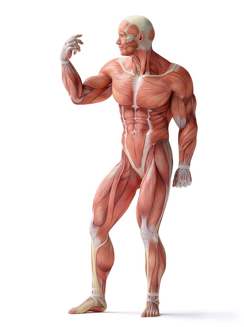 男性的肌肉图片 人体解剖学的男性的肌肉素材 高清图片 摄影照片 寻图免费打包下载