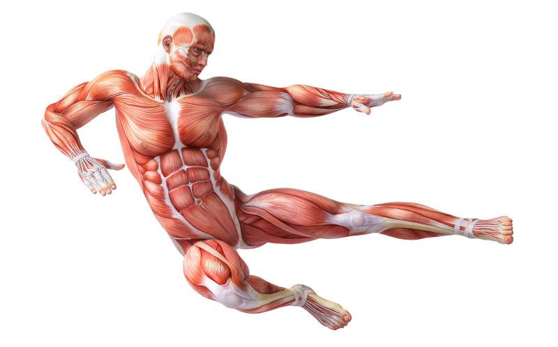 人体肌肉图片 男性人体背部肌肉素材 高清图片 摄影照片 寻图免费打包下载