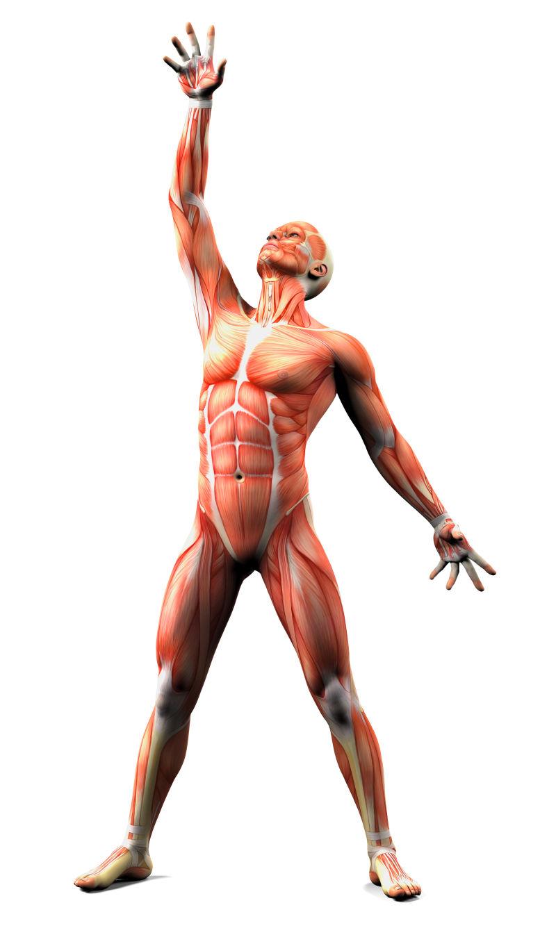 解剖学和肌肉隔离白色