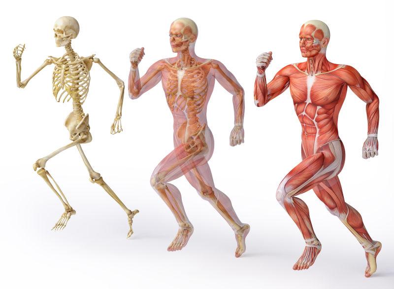 人体肌肉图片 人体骨骼肌肉素材 高清图片 摄影照片 寻图免费打包下载