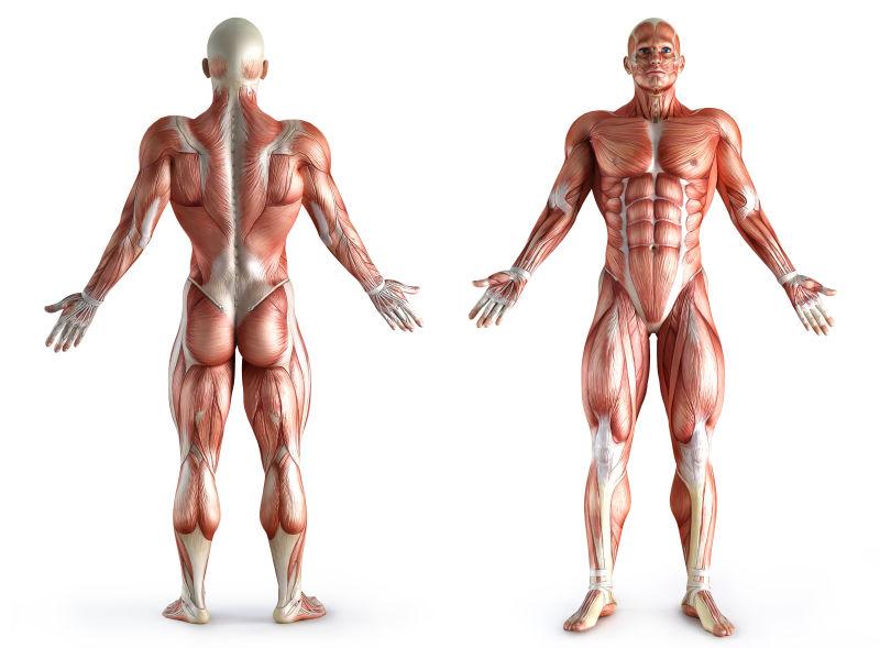 人体肌肉图片 男性背部和正面的人体肌肉素材 高清图片 摄影照片 寻图免费打包下载