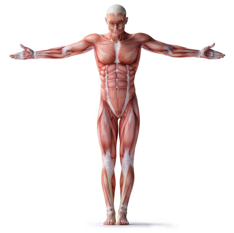张开双手的男性人体肌肉