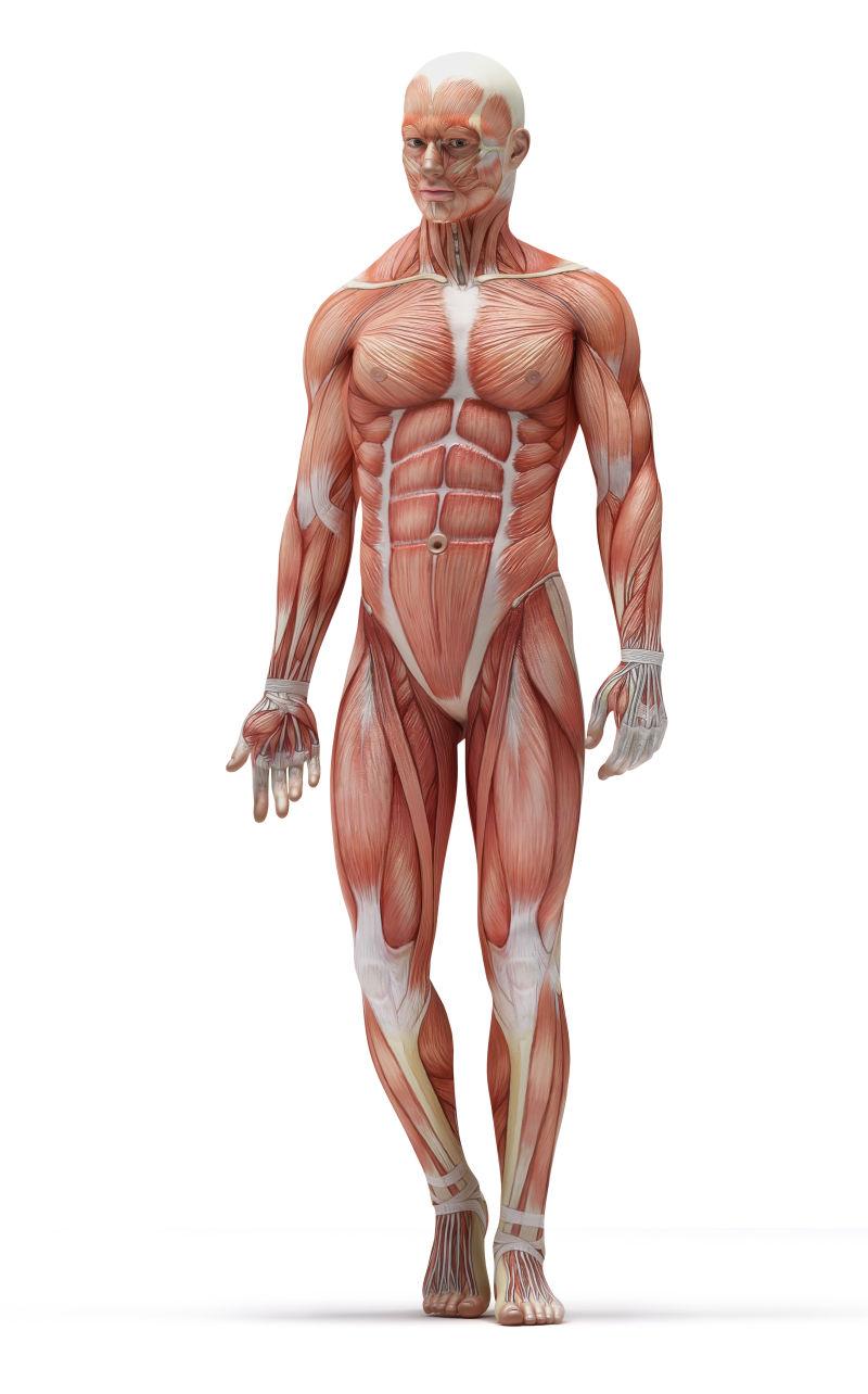 白色背景上的人体肌肉组织结构