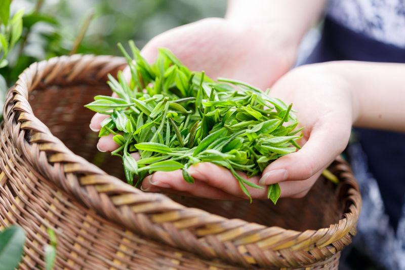 双手捧着新鲜嫩茶叶
