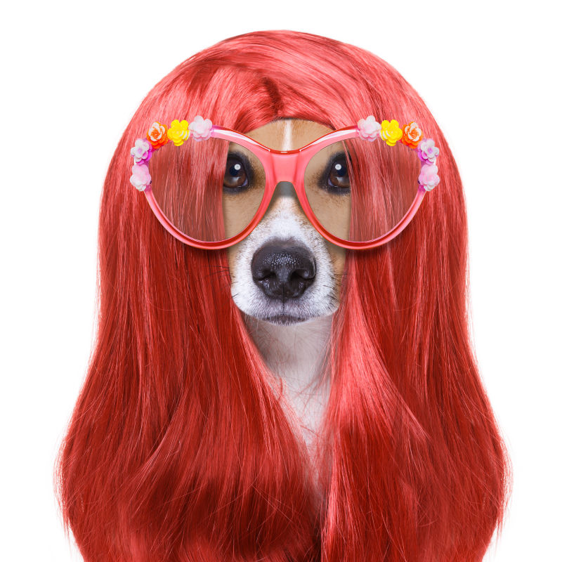 红色发型的宠物狗