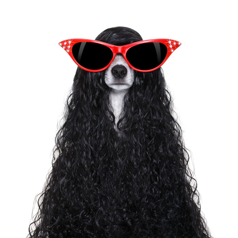 宠物狗带着墨镜和假发