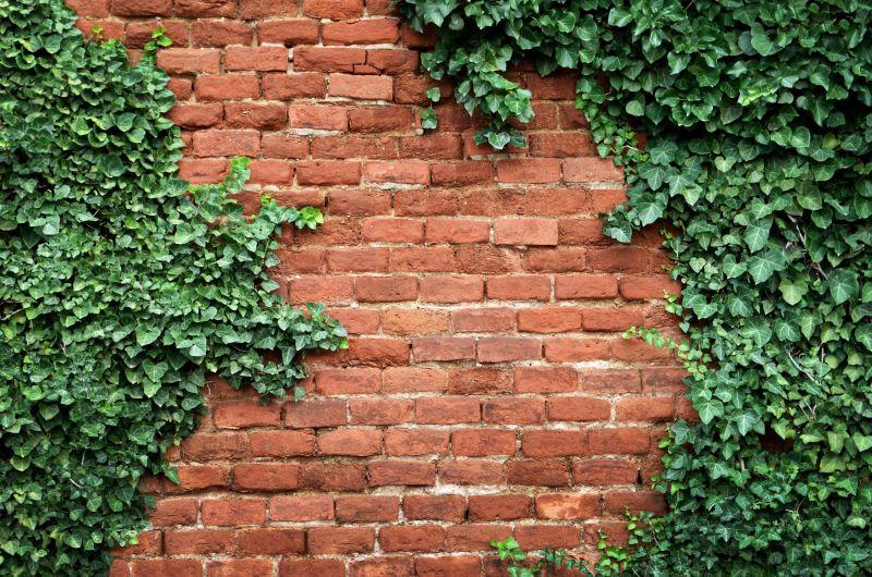 老砖墙上覆盖的常春藤
