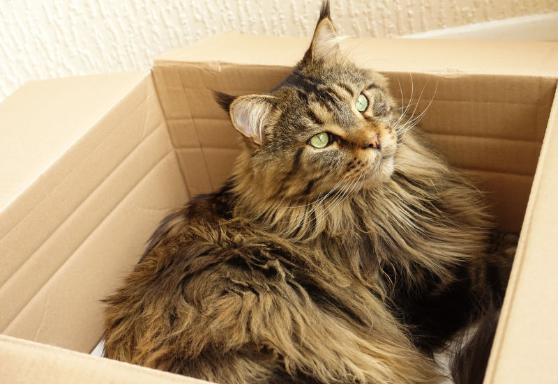 棕色猫在纸箱子里