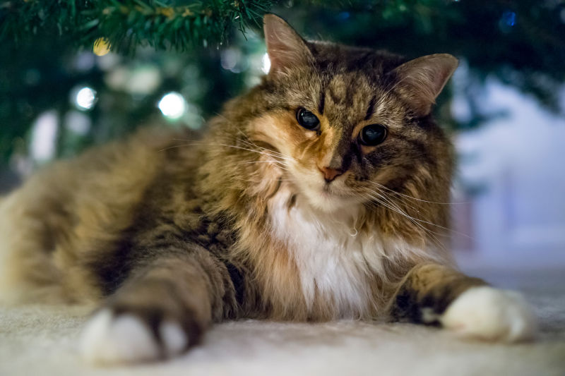 圣诞树下的花斑猫