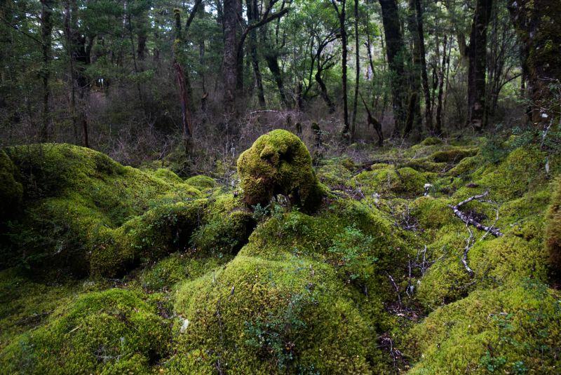 森里里植被上的苔藓