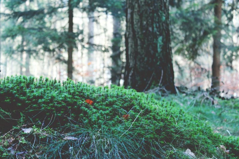 地表苔藓