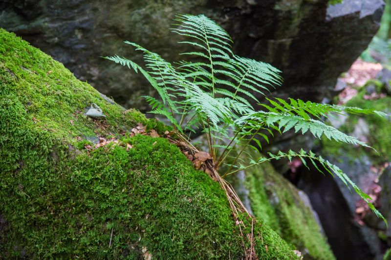 岩石苔蘚