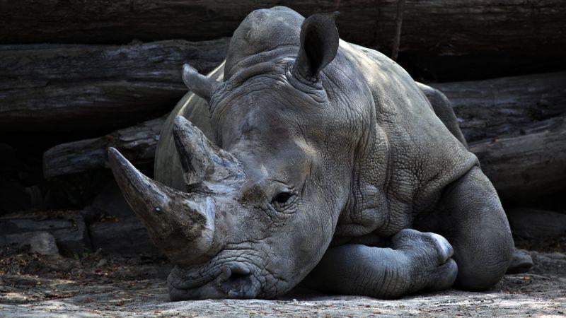 趴在地上的犀牛黑白肖像
