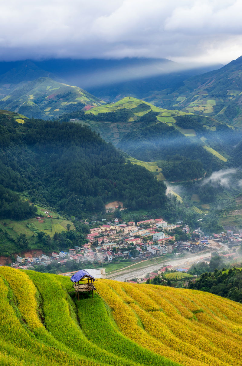 梯田里美丽的稻田景色