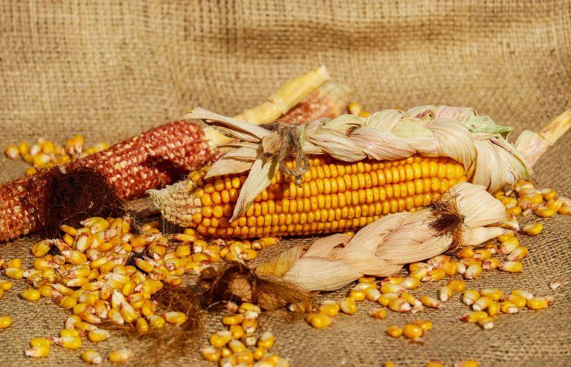 旧麻袋上的玉米和玉米颗粒