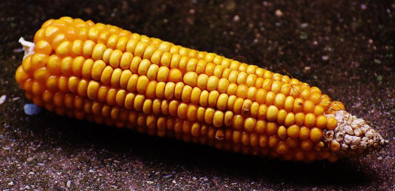 金黄的玉米