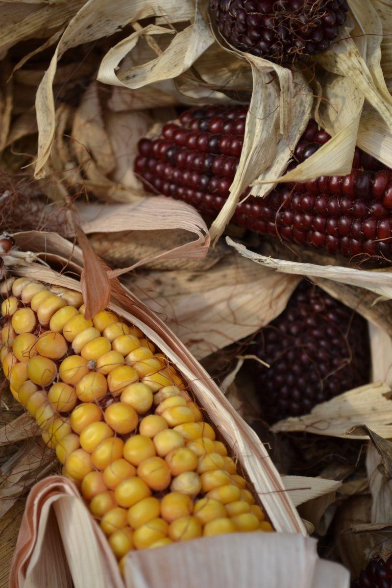 堆放一起的紫色玉米棒和黄色玉米棒