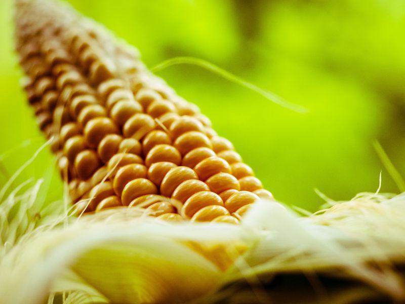 新鲜美味的玉米