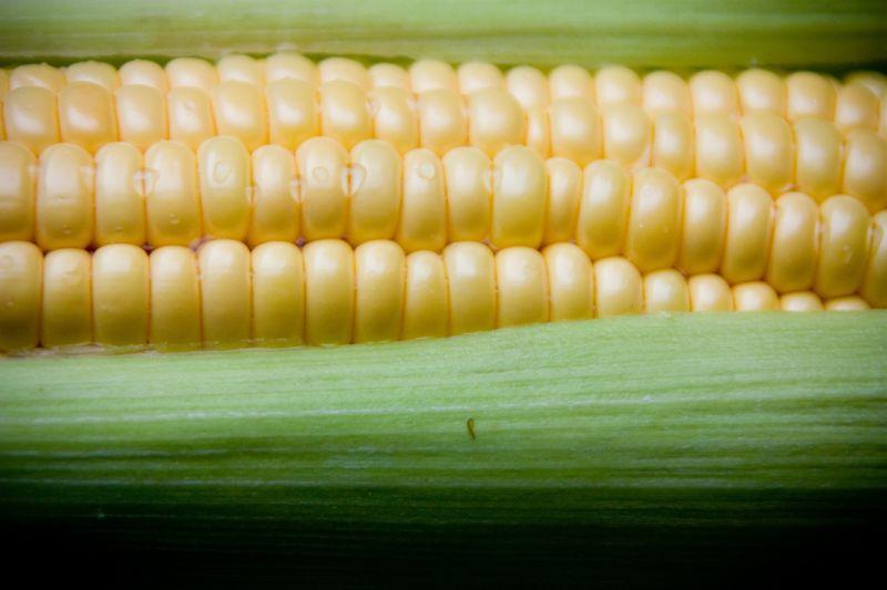 叶子包裹着的玉米棒