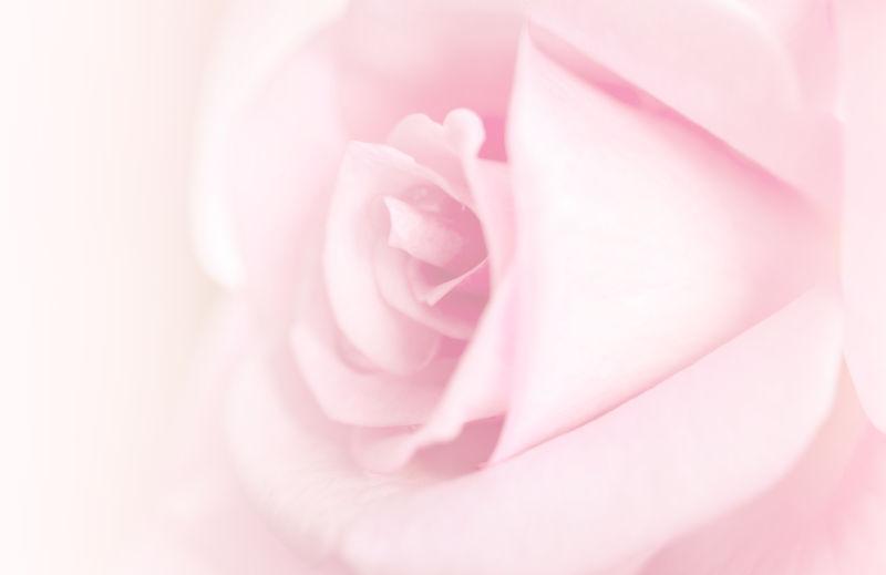 花朵图片 玫瑰花开粉色背景素材 高清图片 摄影照片 寻图免费打包下载