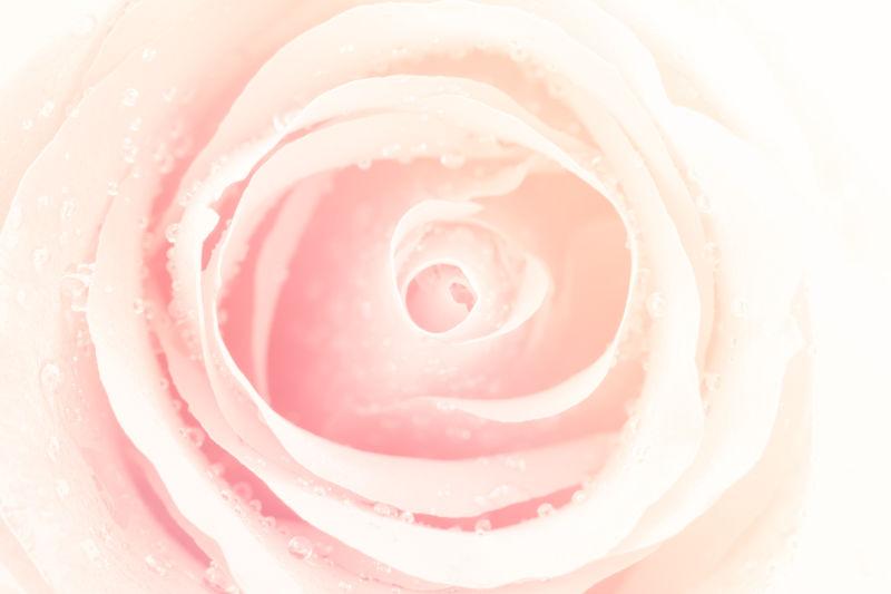 花朵图片 柔和的玫瑰色柔和的背景花素材 高清图片 摄影照片 寻图免费打包下载