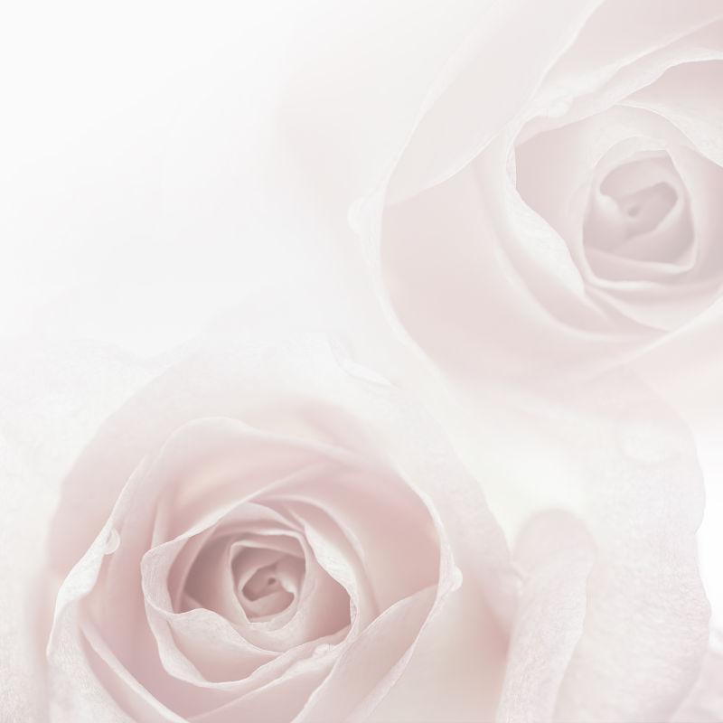 花朵图片 美丽色调的白玫瑰可作为婚礼背景使用素材 高清图片 摄影照片 寻图免费打包下载
