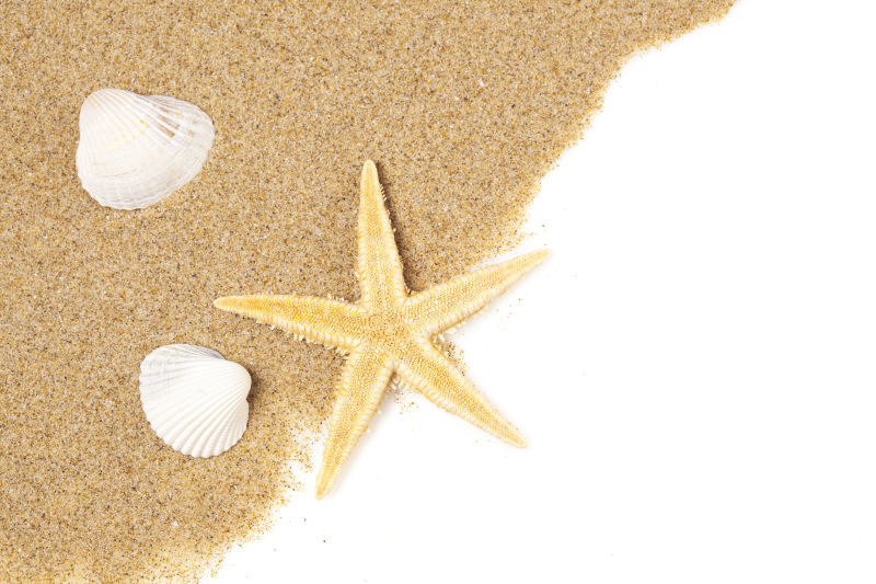 沙滩上的贝壳海星