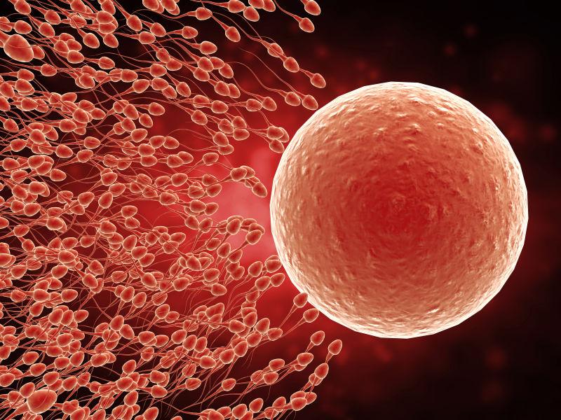 正在冲向卵子的精子细胞群