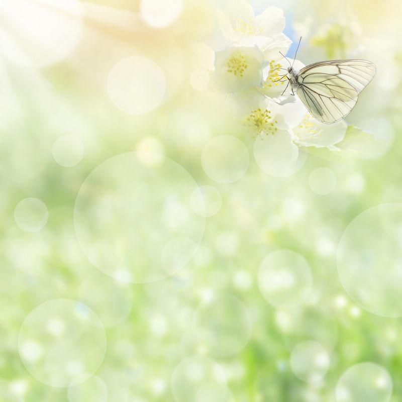 春季花卉柔和背景图片 春季花卉柔素材 高清图片 摄影照片 寻图免费打包下载