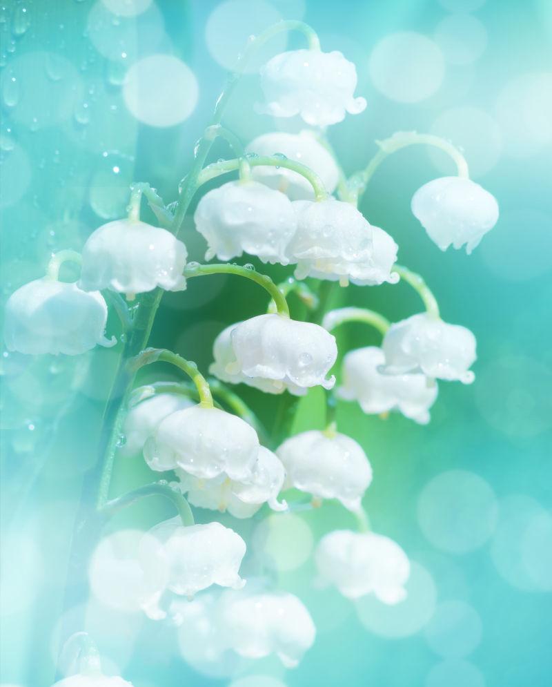 水滴中美丽的盛开的山谷百合花
