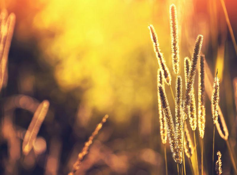 夕阳下美丽的狗尾巴草