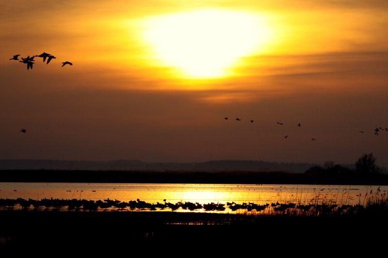 日落时河边上飞舞的鸟