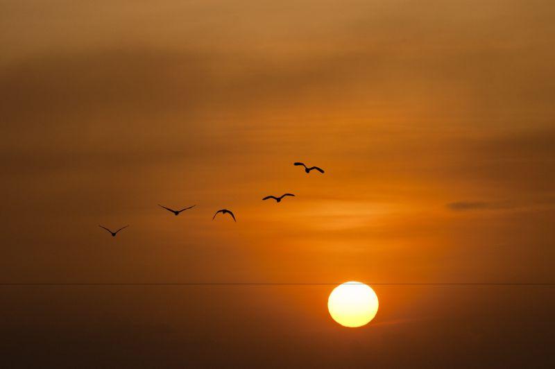 日落时天空中飞鸟的剪影