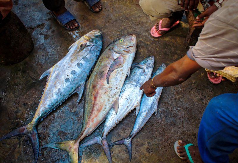 市场上最新捕捞的金枪鱼