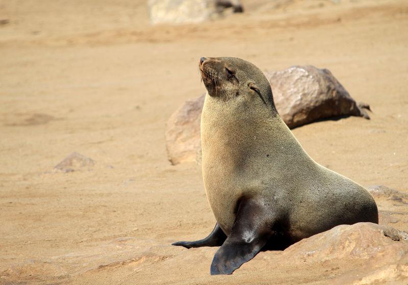 纳米比亚大西洋海岸角十字保护区的海豹群落