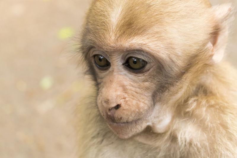 可爱的猴子生活在自然森林