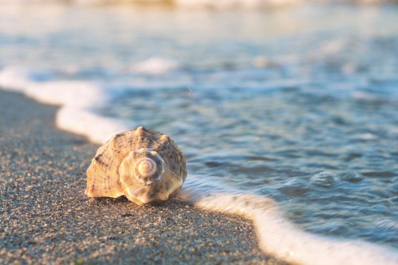 海滩上漂亮的海螺