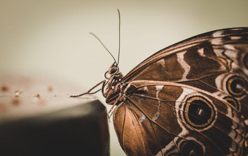 猫头鹰蝴蝶特写