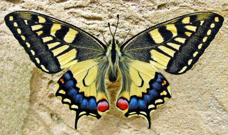 一只蝴蝶停在岩石上